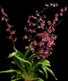 Onc. Sharry Baby 'Sweet Fragrance' AM/AOS Oncidium La Foresta Orchids 