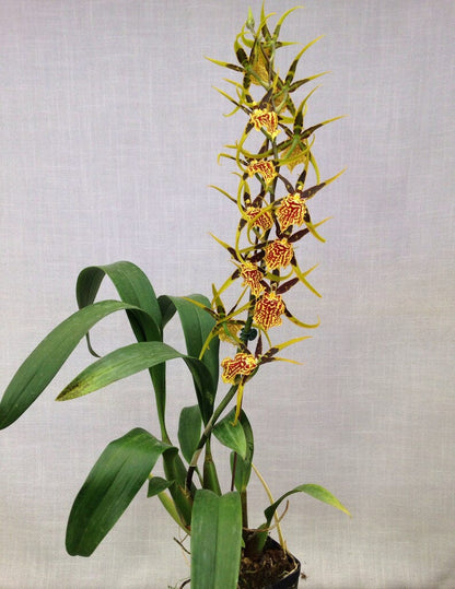 Oncidium Alliance - Banfieldara Gilded Tower 'Mystic Maze' Oncidium La Foresta Orchids 