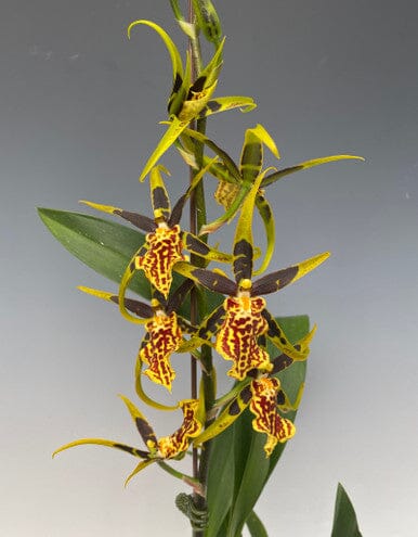 Oncidium Alliance - Banfieldara Gilded Tower 'Mystic Maze' Oncidium La Foresta Orchids 