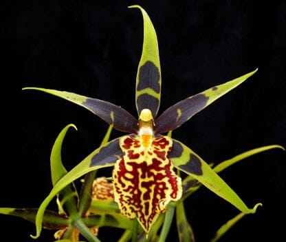 Oncidium Alliance - Banfieldara Gilded Tower 'Mystic Maze' Oncidium La Foresta Orchids 