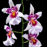 Oncidium Alliance: Bllra. Big Shot 'Hilo Sparkle' Oncidium La Foresta Orchids 