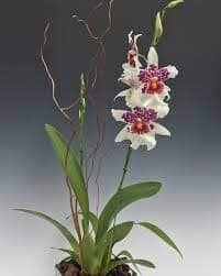 Oncidium Alliance: Bllra. Big Shot 'Hilo Sparkle' Oncidium La Foresta Orchids 