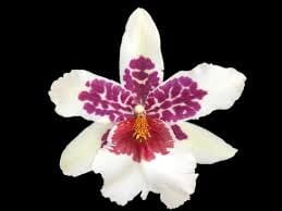 Oncidium Alliance: Bllra. Big Shot 'Hilo Sparkle' Oncidium La Foresta Orchids 