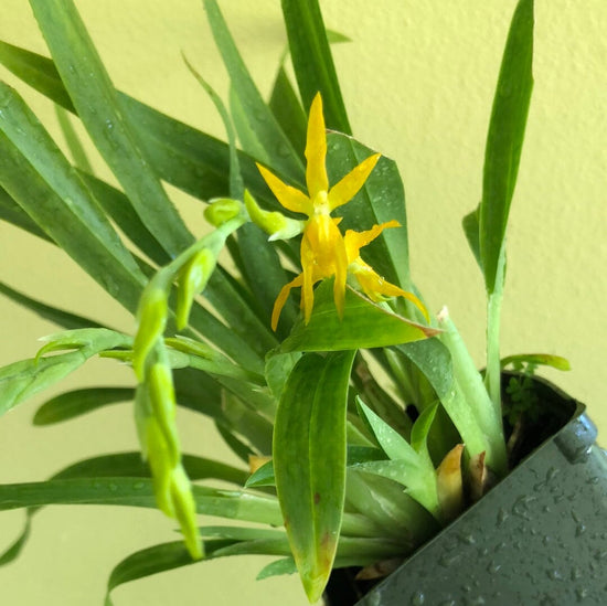 Oncidium Alliance: Brassia aurantiaca x Gomesa crispa – La Foresta Orchids