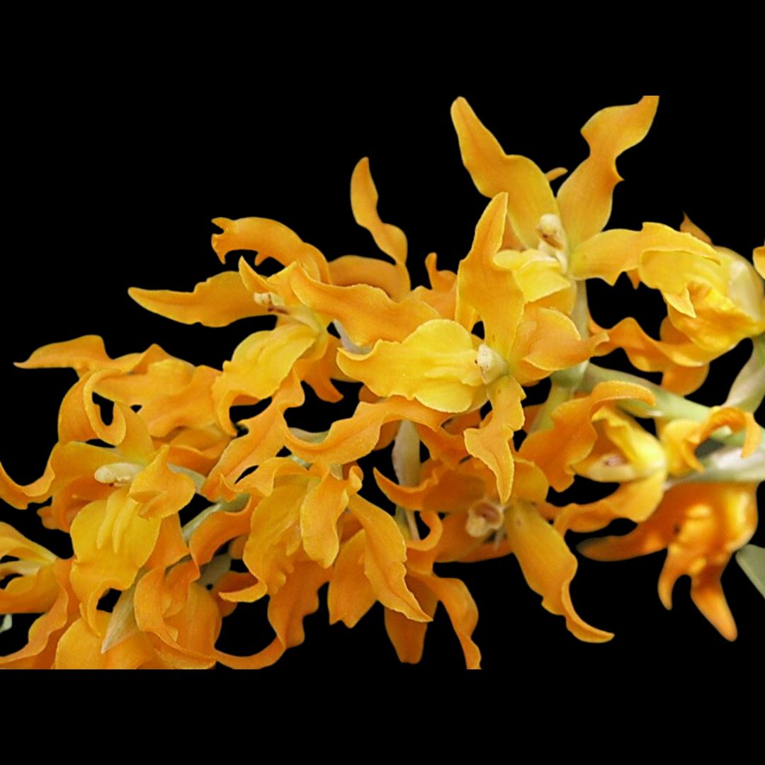 Oncidium Alliance: Brassia aurantiaca x Gomesa crispa – La Foresta Orchids