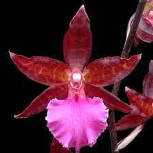 Oncidium Alliance: Colmanara Massai 'Pink' Oncidium La Foresta Orchids 