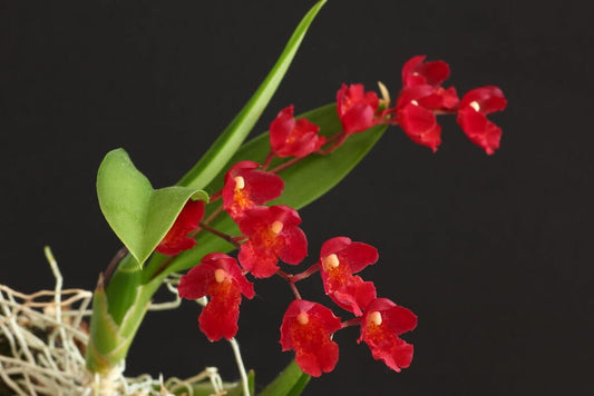 Oncidium Alliance - Howeara Lava Burst 'Puanani' AM/AOS Oncidium La Foresta Orchids 