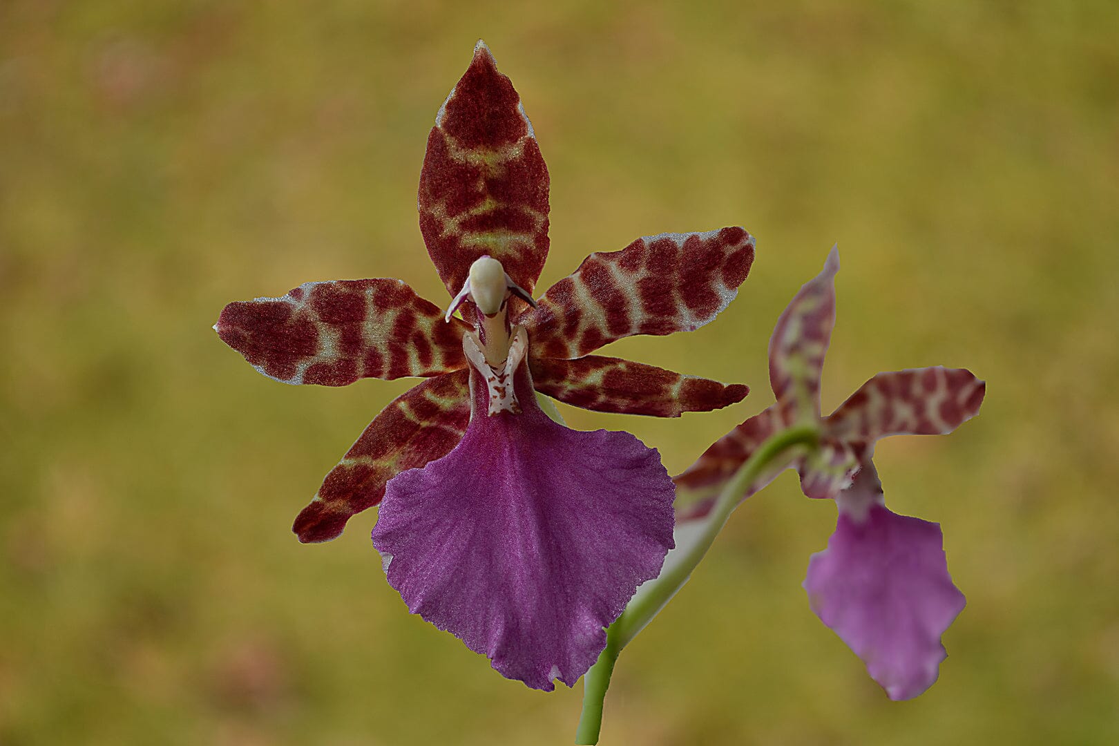 Oncidium Alliance - Lemboglossum bictoniense Oncidium La Foresta Orchids 