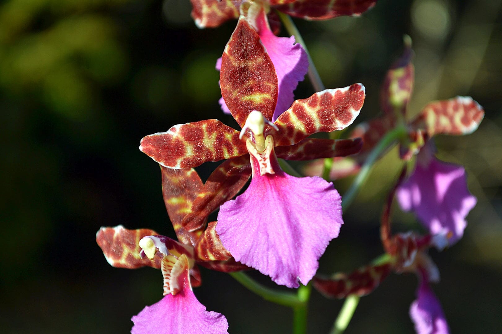 Oncidium Alliance - Lemboglossum bictoniense Oncidium La Foresta Orchids 