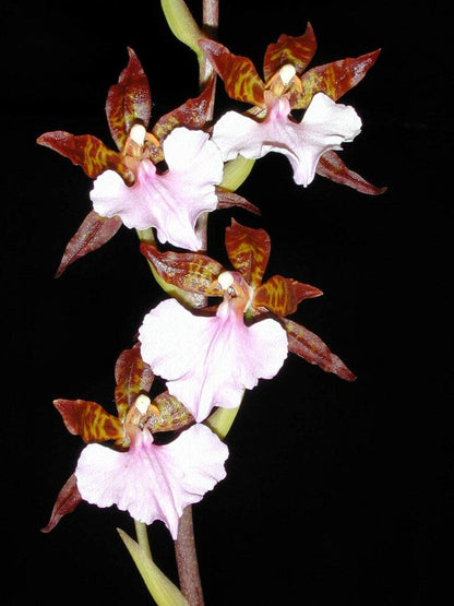 Oncidium Alliance - Lemboglossum bictoniense Oncidium La Foresta Orchids 