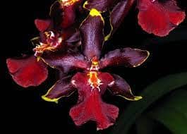 Oncidium Alliance: Odontocidium Wildcat 'Bobcat' Oncidium La Foresta Orchids 