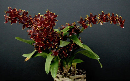 Oncidium Alliance: Odontocidium Wildcat 'Bobcat' Oncidium La Foresta Orchids 