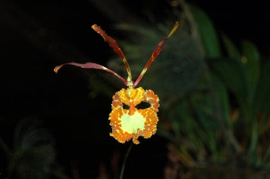 Oncidium Alliance - Psychopsis sanderae Psychopsis La Foresta Orchids 