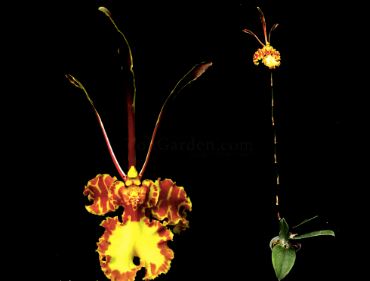 Oncidium Alliance - Psychopsis versteegiana