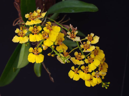 Oncidium Alliance: Rossioglossum ampliatum var. majus Oncidium La Foresta Orchids 