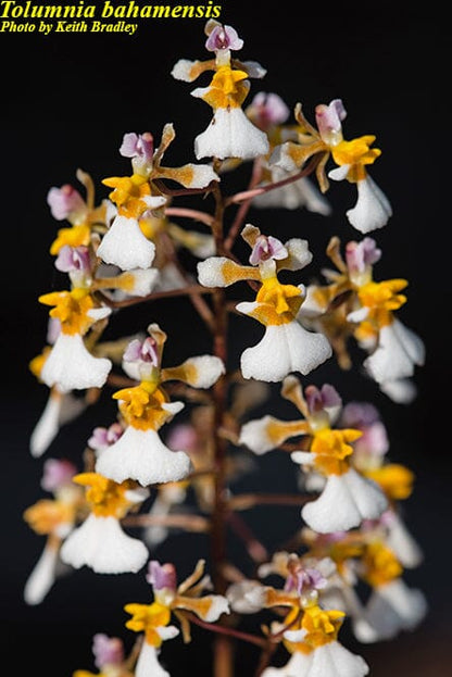 Oncidium Alliance - Tolumnia bahamensis Tolumnia La Foresta Orchids 