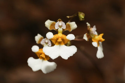 Oncidium Alliance - Tolumnia bahamensis Tolumnia La Foresta Orchids 