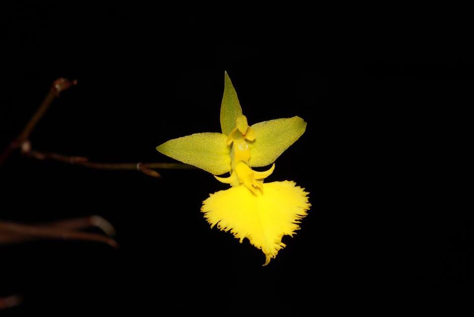 Oncidium Alliance - Tolumnia bahamensis x Tolumnia calochila Tolumnia La Foresta Orchids 