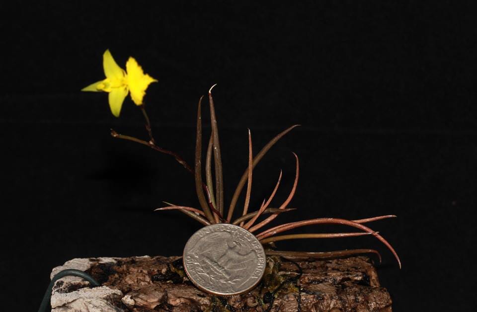 Oncidium Alliance - Tolumnia bahamensis x Tolumnia calochila Tolumnia La Foresta Orchids 