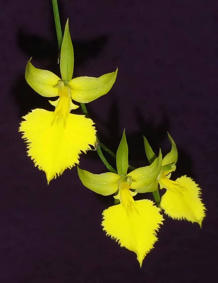 Oncidium Alliance - Tolumnia bahamensis x Tolumnia calochila Tolumnia La Foresta Orchids 