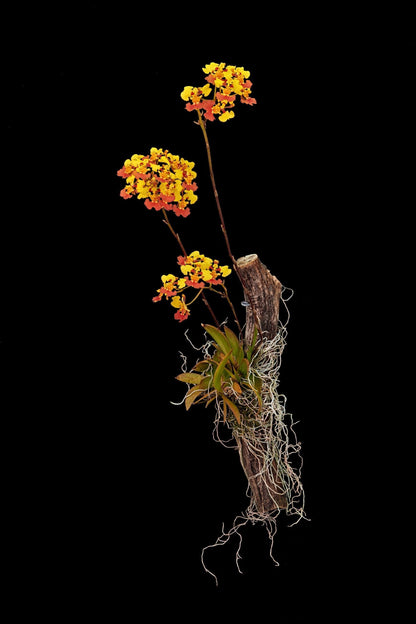 Oncidium Alliance - Tolumnia guianensis Tolumnia La Foresta Orchids 