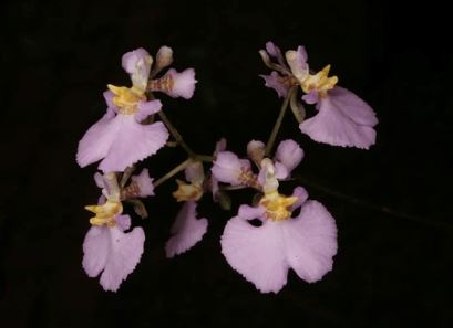 Oncidium Alliance - Tolumnia sylvestris x Tolumnia urophylla Tolumnia La Foresta Orchids 