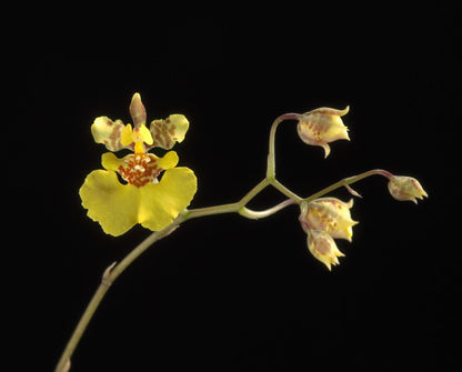 Oncidium Alliance - Tolumnia sylvestris x Tolumnia urophylla Tolumnia La Foresta Orchids 