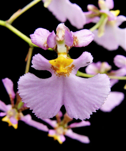 Oncidium Alliance - Tolumnia sylvestris x Tolumnia urophylla Tolumnia La Foresta Orchids 