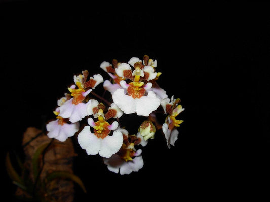 Oncidium Alliance - Tolumnia variegata Tolumnia La Foresta Orchids 