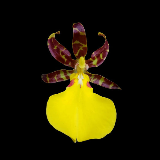 Oncidium Alliance - Trichocentrum cebolleta x Trichocentrum splendidum Oncidium La Foresta Orchids 