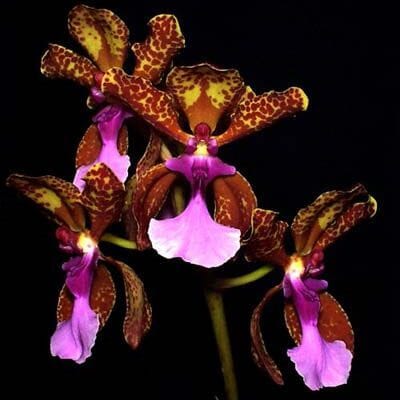 Oncidium Alliance: Trichocentrum lanceanum Oncidium La Foresta Orchids 