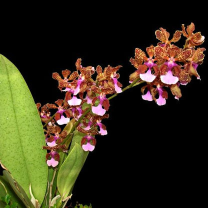 Oncidium Alliance: Trichocentrum lanceanum Oncidium La Foresta Orchids 