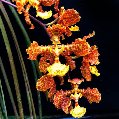 Oncidium Alliance: Trichocentrum stacyi Oncidium La Foresta Orchids 
