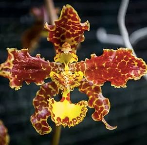 Oncidium Alliance: Trichocentrum stacyi Oncidium La Foresta Orchids 