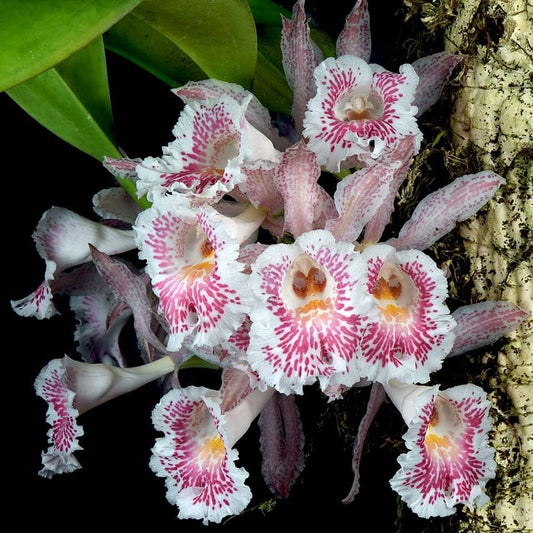 Oncidium Alliance: Trichopilia suavis Oncidium La Foresta Orchids 