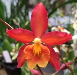 Oncidium Alliance - Wilsonara Aloha Sparks 'Halloween' – La Foresta Orchids