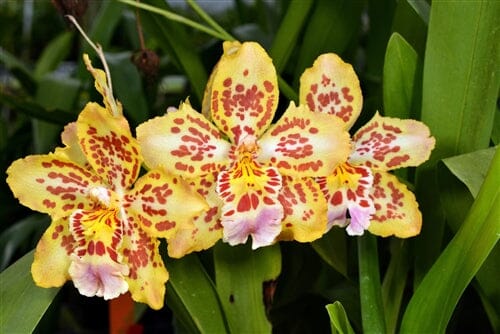 Oncidium Alliance - Wilsonara Brennan Scott Barfield 'HOF' Oncidium La Foresta Orchids 