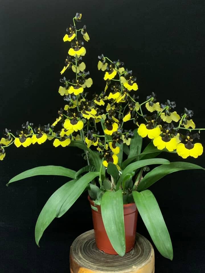 Oncidium Jiaho Queen 'Jiaho' GM/TOGA - a Black Orchid! Oncidium La Foresta Orchids 