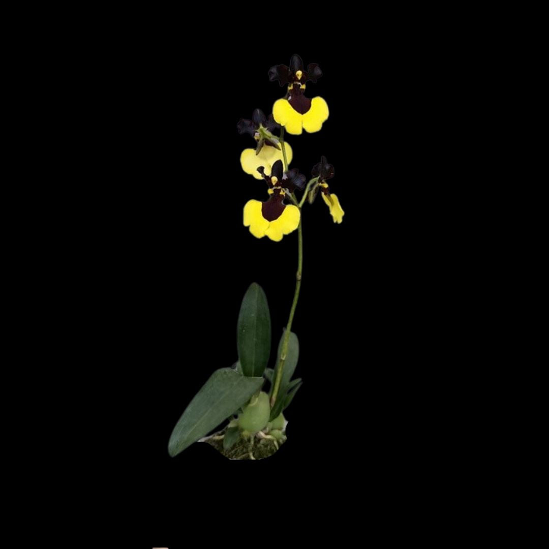 Oncidium Jiaho Queen 'Jiaho' GM/TOGA - a Black Orchid! Oncidium La Foresta Orchids 