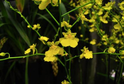 Oncidium Lemon Hart 'Baby Face' Oncidium La Foresta Orchids 