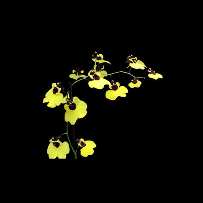 Oncidium Moon Shadow x Oncidium varicosum Oncidium La Foresta Orchids 