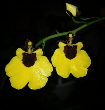 Oncidium Moon Shadow x Oncidium varicosum Oncidium La Foresta Orchids 