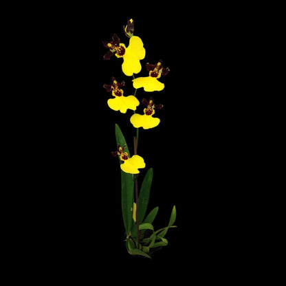 Oncidium Moon Shadow x Oncidium varicosum Oncidium La Foresta Orchids 