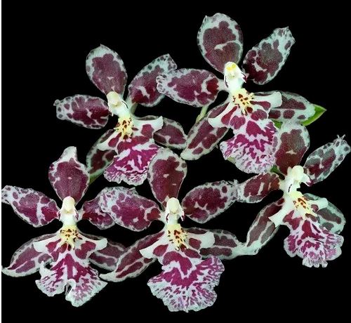 Oncidium Nanboh Waltz Oncidium La Foresta Orchids 