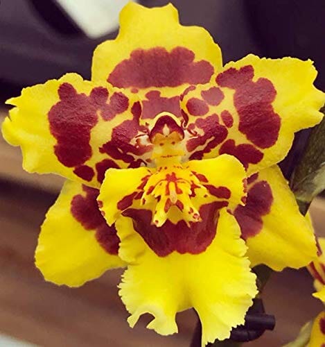 Oncidium Pacific Passage 'Peach Cobbler' Oncidium La Foresta Orchids 