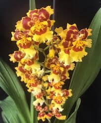 Oncidium Pacific Passage 'Peach Cobbler' Oncidium La Foresta Orchids 