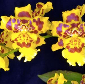 Oncidium Pacific Passage 'Peach Cobbler' Oncidium La Foresta Orchids 