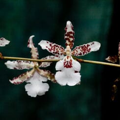 Oncidium Speckled Spire 'Whisp' Oncidium La Foresta Orchids 