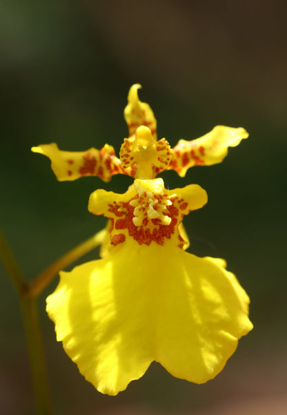 Oncidium sphacelatum Oncidium La Foresta Orchids 