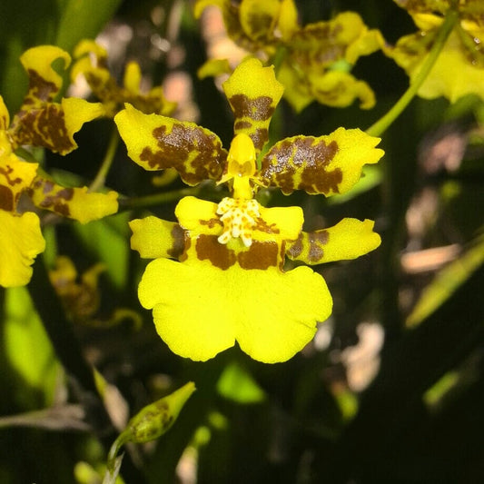 Oncidium sphacelatum Oncidium La Foresta Orchids 